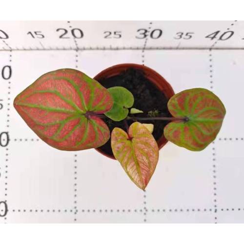 top sale caladium c99