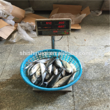 Torpedo scad Frozen WR hardtail scad for sale