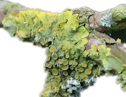 Xanthoria-small.png