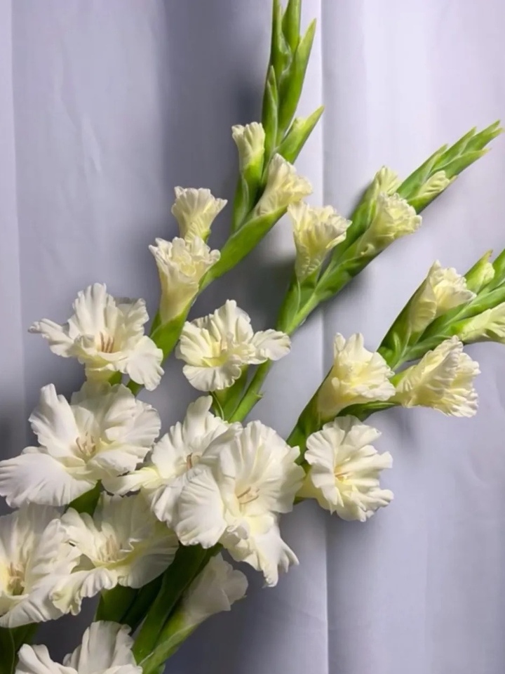 গ্ল্যাডিওলাস ক্রিস্টাল ক্যান্ডি Gladiolus Crystal Candy
