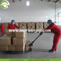 Approvisionnement en usine fruits Premium non OGM Goji baies