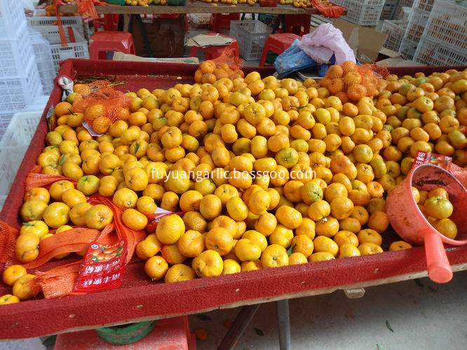 Nanfeng Baby mandarin export 