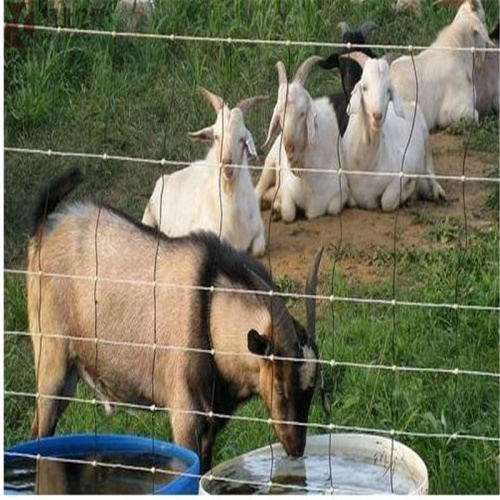 galvanized grassland net fence cattle fence animal fence