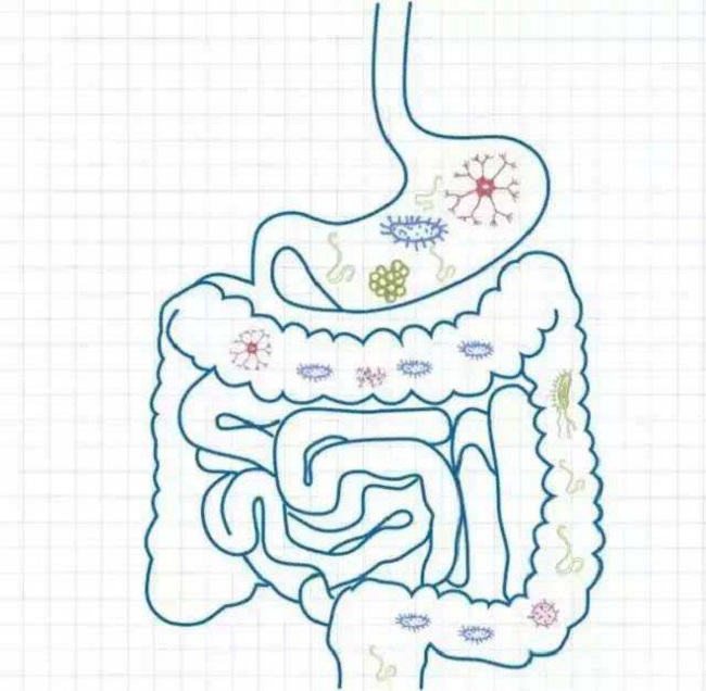 مكونات ما قبل البيوتات الطبيعية Fructooligosaccharide الألياف SCFOS95