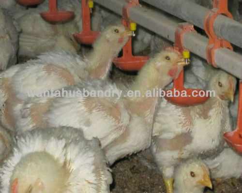 chicken farm