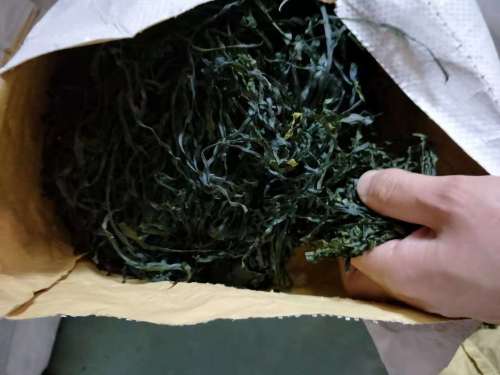 machine dried cut kelp laminaria