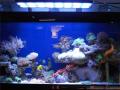 165W Phlizon Newest Reef Decoration Light