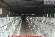 Pullet chick cage system equipment  