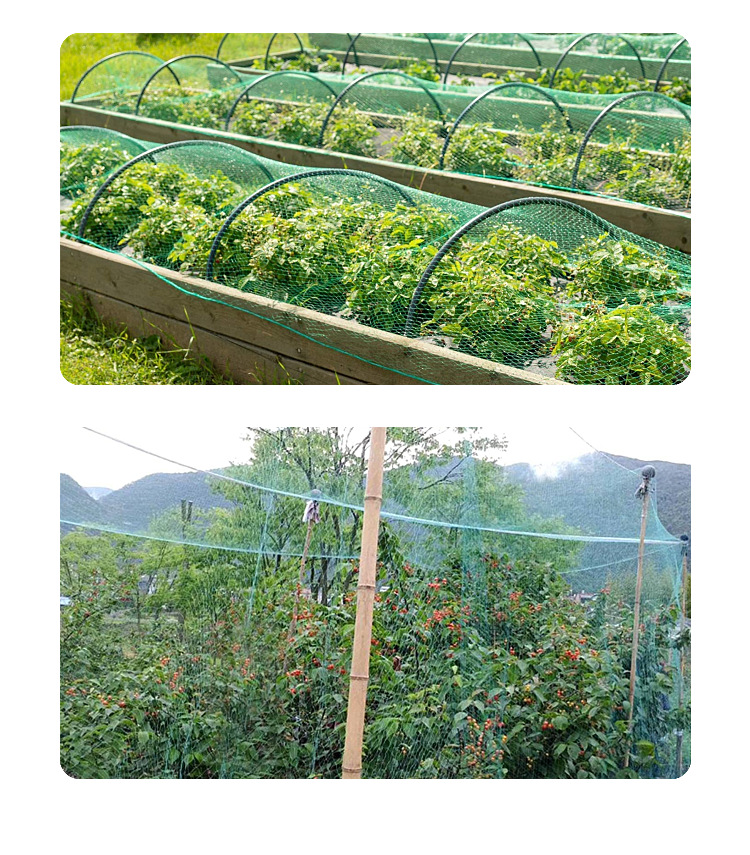 rede de plantas (2) plant net (2)