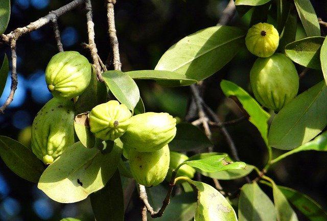 Garcinia cambogia extract