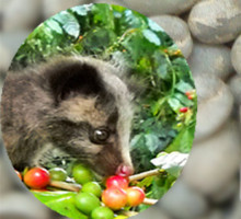 Raw Coffee beans civet cat coffee beans