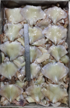 Frozen Squid Leftover Wing Nototodarus Sloanii 400-600g