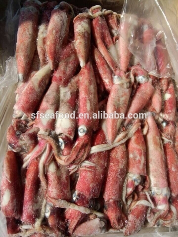 chilled fish loligo squid