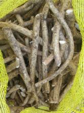 fresh horseradish roots side root
