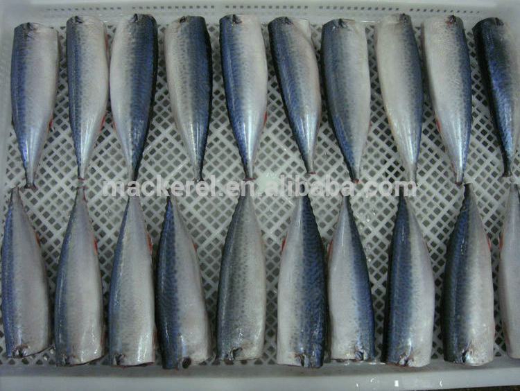 mackerel hgt