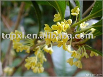 Osmanthus absolute - flavoring agents