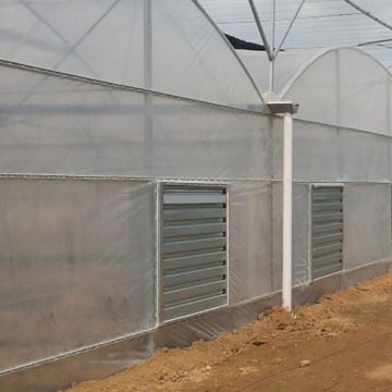 Tunnel tropical plastic film grape production greenhouse