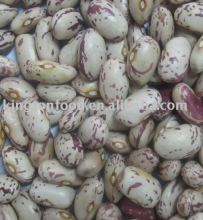 Cranberry beans