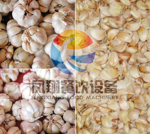 Fx-139 Big Garlic Clove Separating Machine