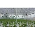 Rock Wool Hydroponics Planting system untuk Greenhouse