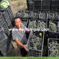 Factory Supply Torkad Wild Black Goji