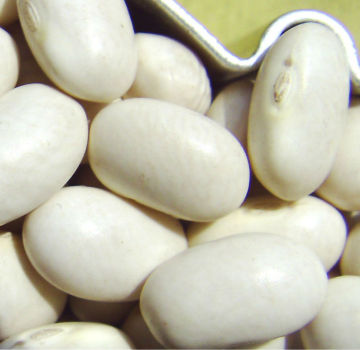 2013 Crop Small White Kidney Beans