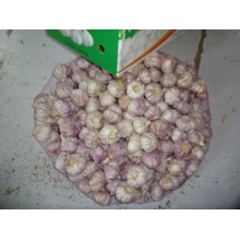 Hot Sale Frischer Knoblauch 2019