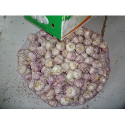 Hot Sale Fresh Garlic 2019