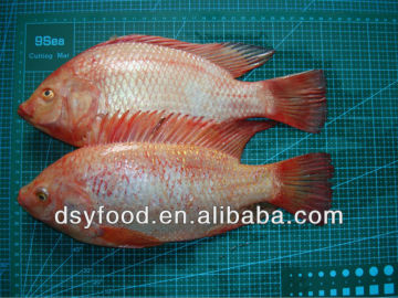 Frozen Red Tilapia