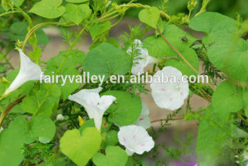 White morning glory seeds for Sale