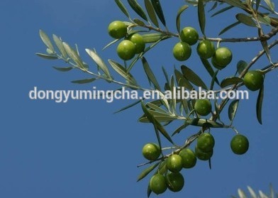 Olive Leaf Extract Oleuropein & Hydroxytyrosol