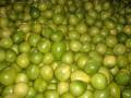 Dijual hot lezat pomelo segar