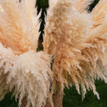 White Pampas Grass Rustic Bohemian Autumn Wedding Decorations