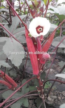 Hybrid okra seeds For Growing-East Red Sword