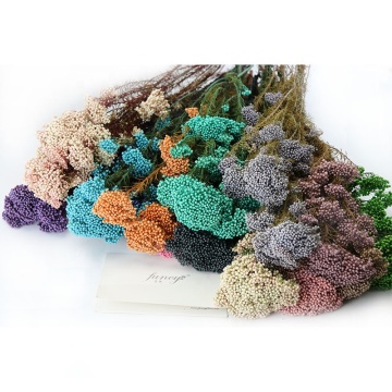 Everlasting Eternal Forever Preserved Rice Flower Wholesale Decor