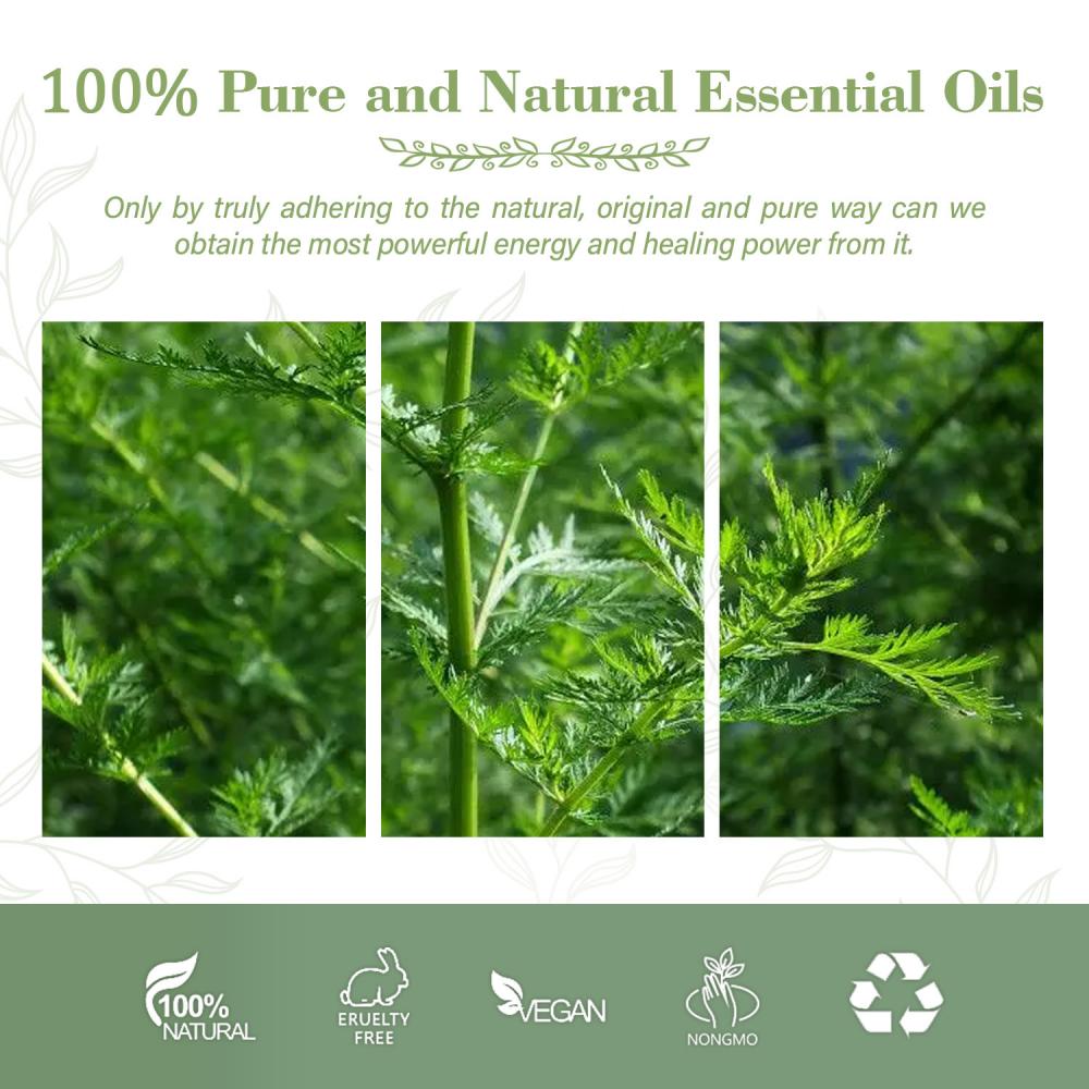 En gros de meilleure qualité 100% pure nature naturelle Artemisia Annua Extrait d&#39;huile