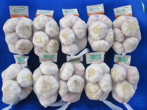 Top Quality Cold Storage Normal Garlic