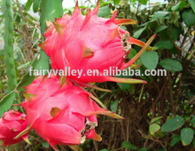 Fruit tree seeds for sale-High Quality High Yield Dragon Fruit Seeds For Growing