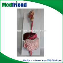 Medical Human Body Anatomical Model for Education Use