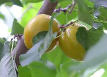 Fresh Apricot best fruit