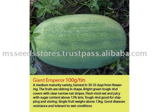 GIANT EMPEROR Hybrid Watermelon Seeds