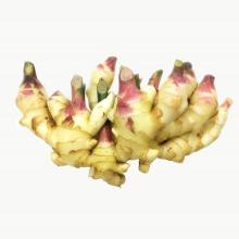 Good Smell Big Ginger