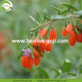 Factory Supply Healthy Natural Dried red Goji