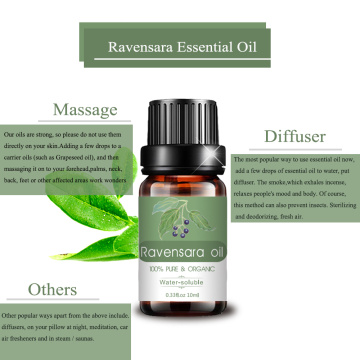 Wholesale Pure Ravensara Perfume Fragrance Essential Oil