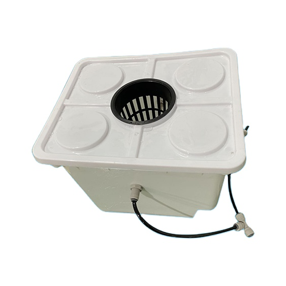 Hydroponic Dutch Bucket System for growing vegetable