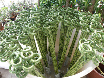 Dracaena Sanderiana,Dracaena Sanderiana