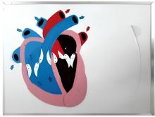 Cardiac contraction, relaxation and valve opening and closing demonstration model