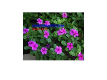 India Vinca Rosea Leaves Exporters