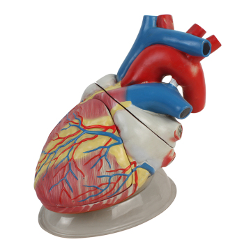 5-Part Medical Model: Large, 3D Anatomical Human Heart for Educational Use