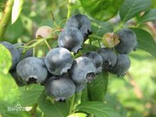 IQF Fresh Frozen Wild Blueberries Export